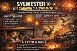 Sylwester bez petard – dlaczego huk fajerwerków jest tak szkodliwy dla zwierząt?